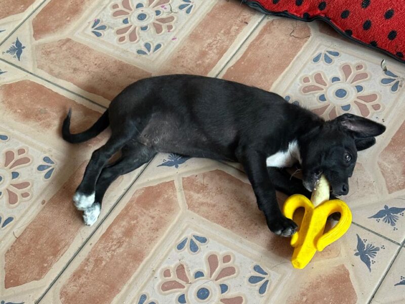 Blackie