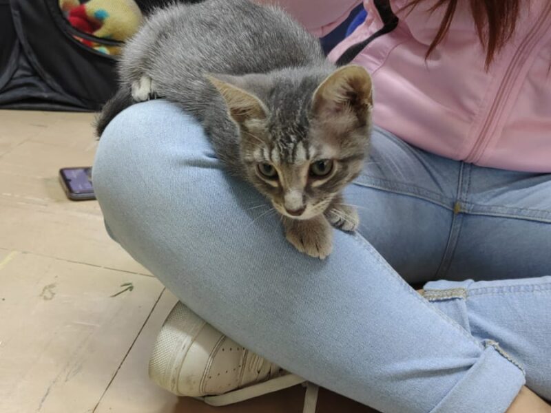 LOUIS