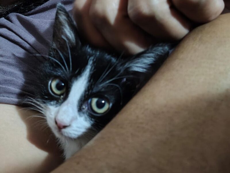 KODI