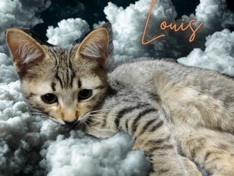 LOUIS