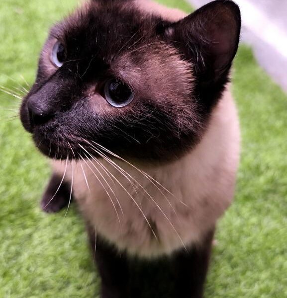 TIRAMISÚ