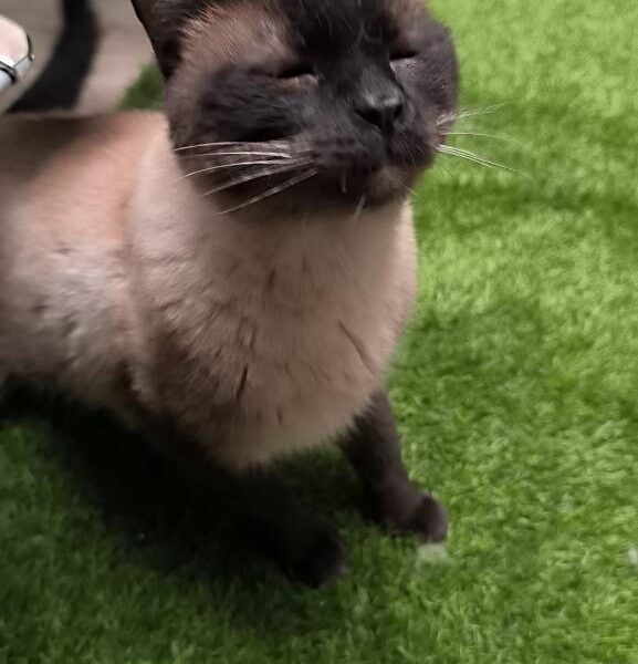 TIRAMISÚ