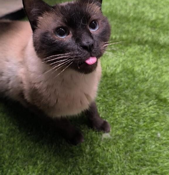 TIRAMISÚ