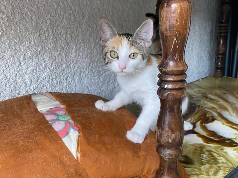 TARA