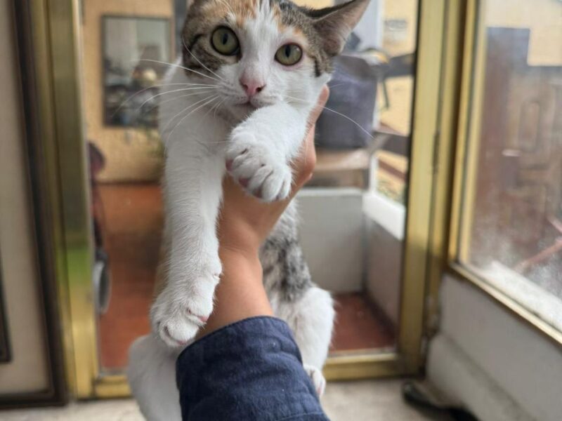 TARA