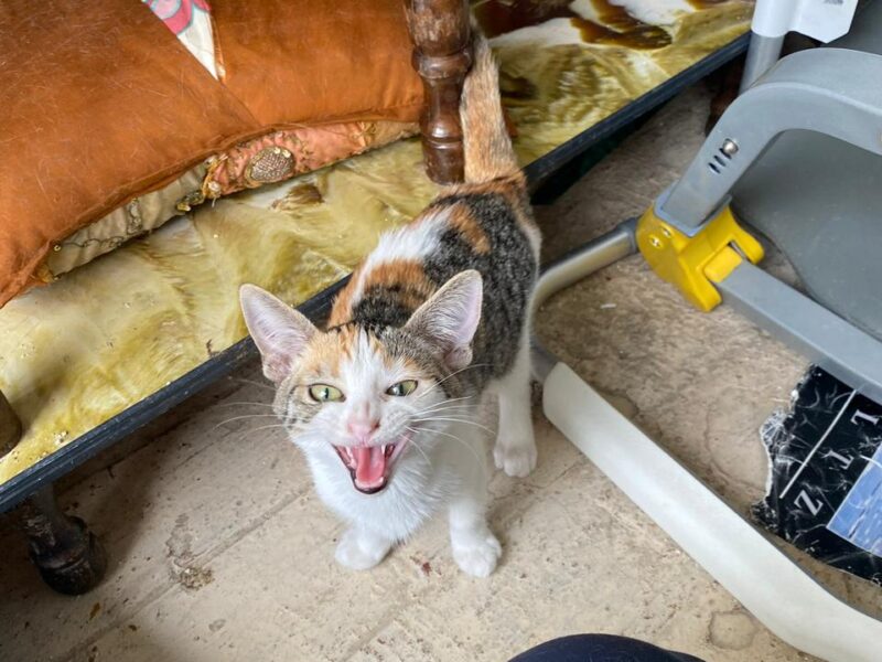 TARA