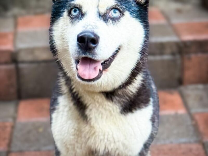 BONNIE