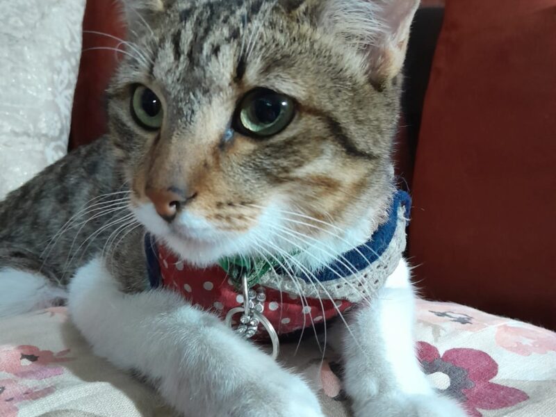 PAULINO