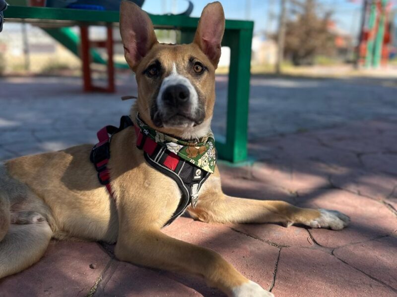 BRUNO
