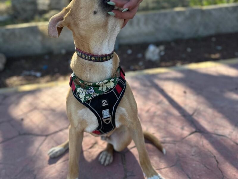 BRUNO