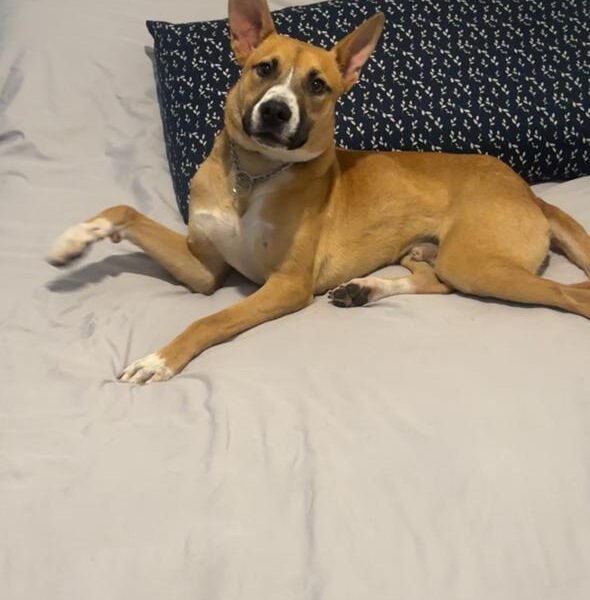 BRUNO