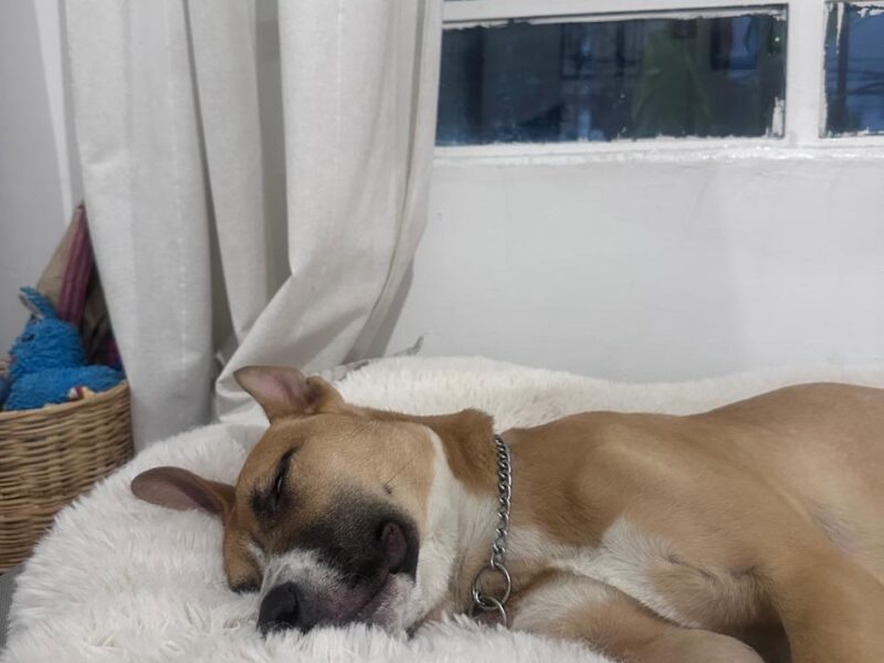 BRUNO