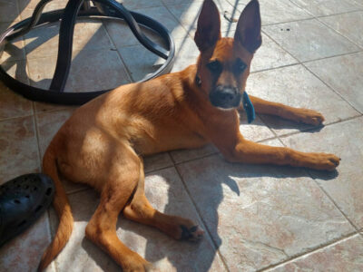 BAILEY
