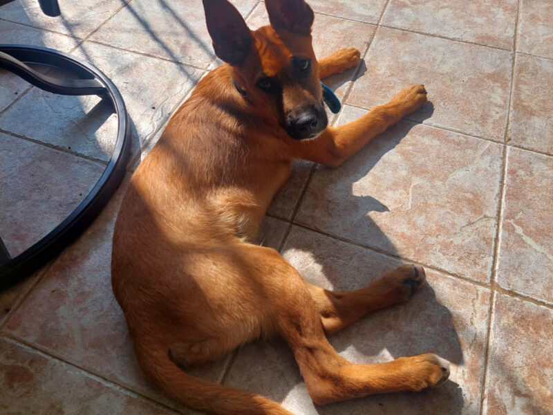BAILEY