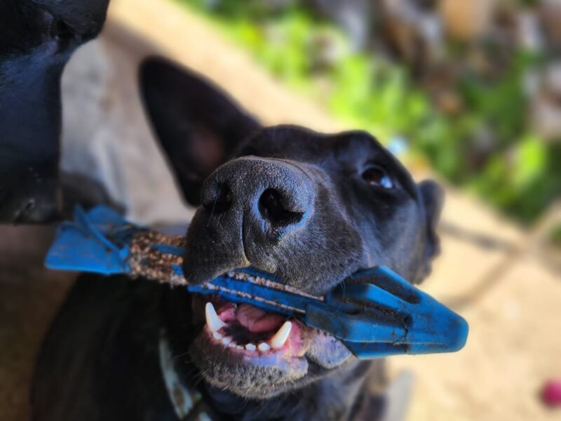 PATITAS