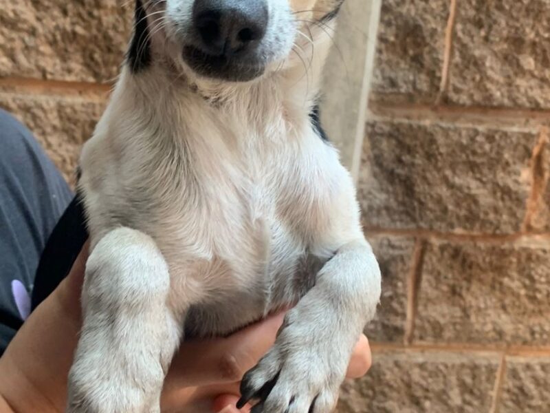 PANCHO