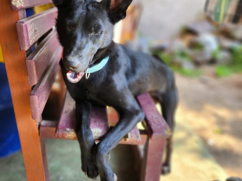BELLA