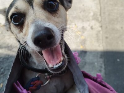 PANCHO