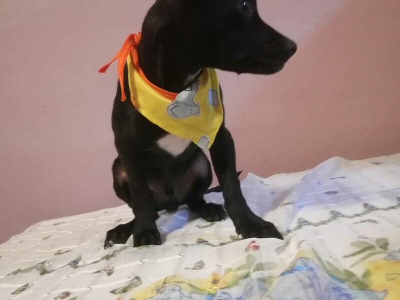 FRIJOLITO