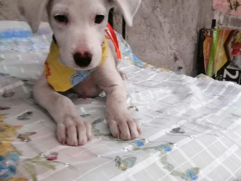 CLARITA