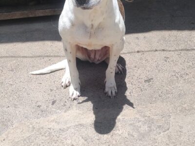 Manchas