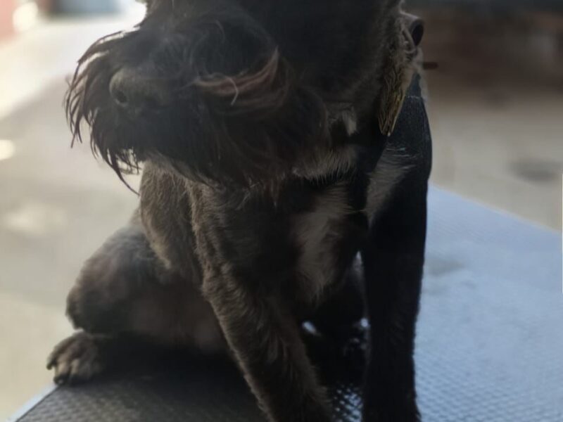 ODDY