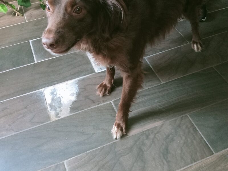COCOA