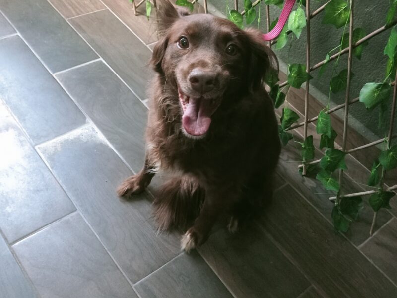 COCOA