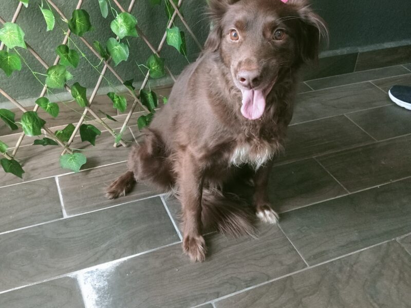 COCOA