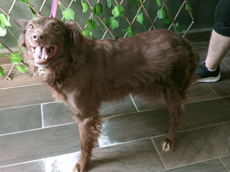 COCOA