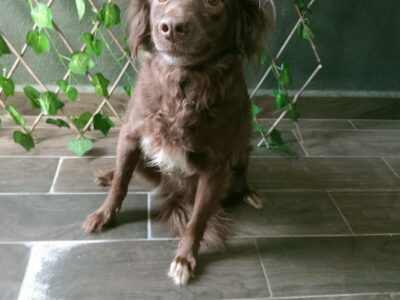 COCOA