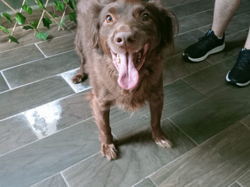 COCOA