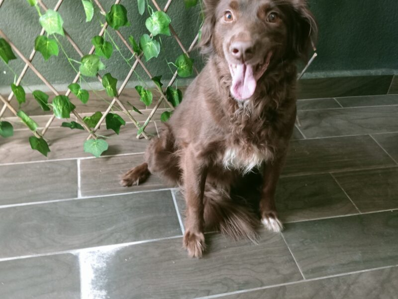 COCOA