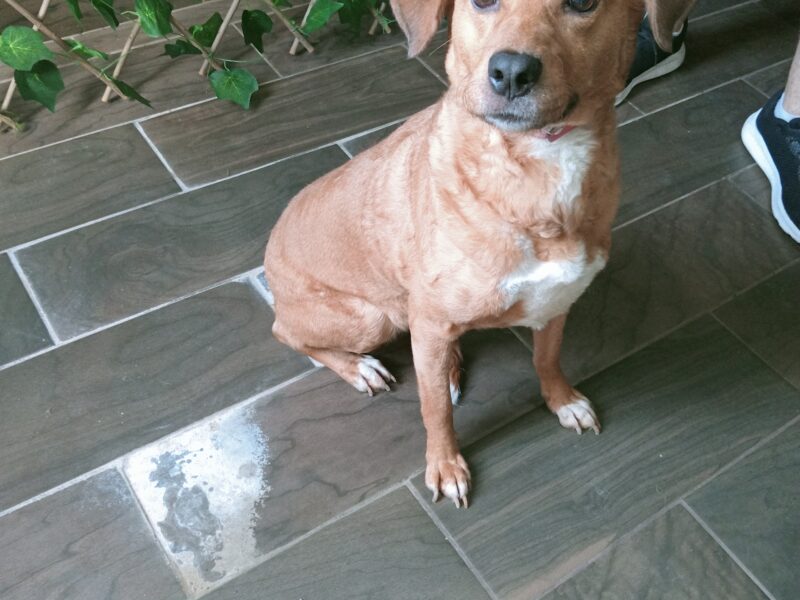 GALLETITA
