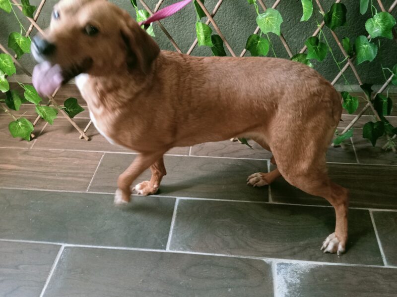 GALLETITA