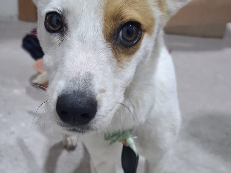 Güerito