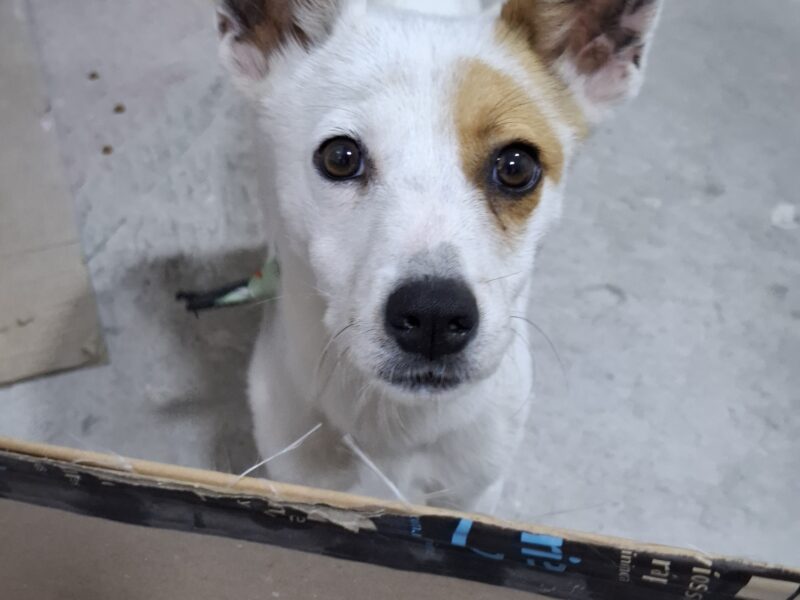 Güerito