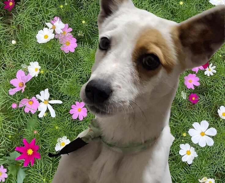 Güerito