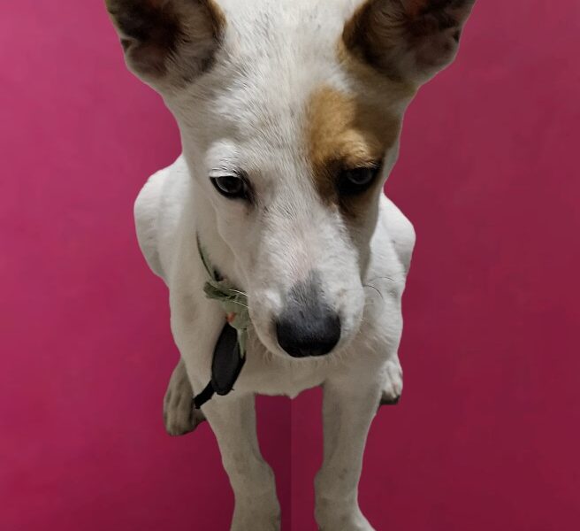 Güerito