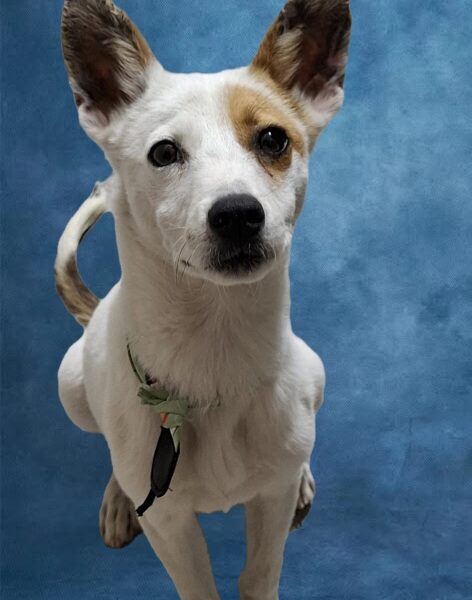 Güerito