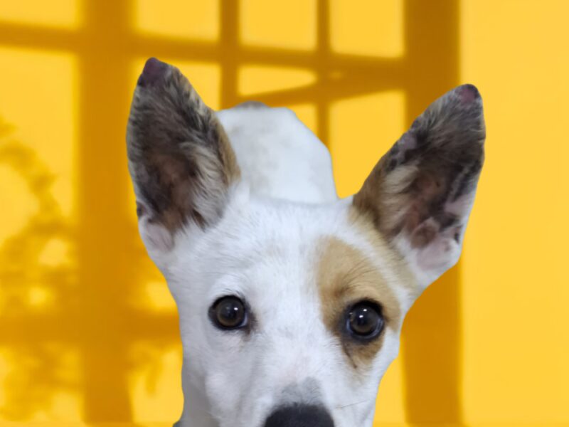 Güerito