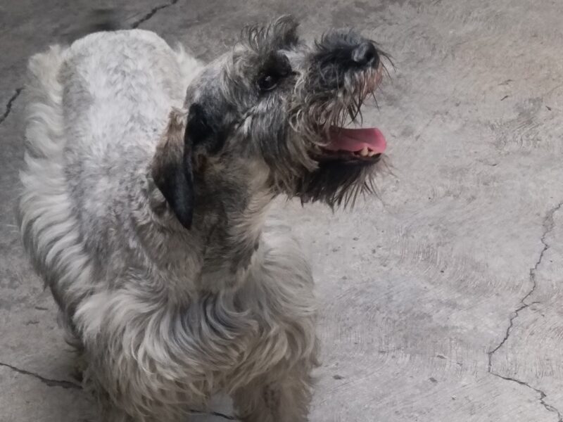 TOBY