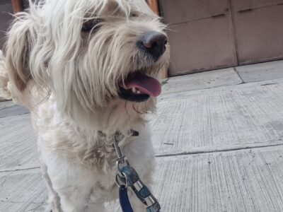 LOLA