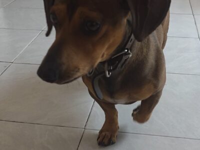 LEO