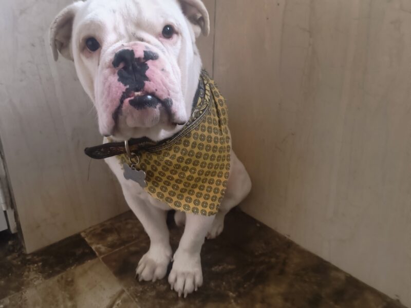 BRUNO