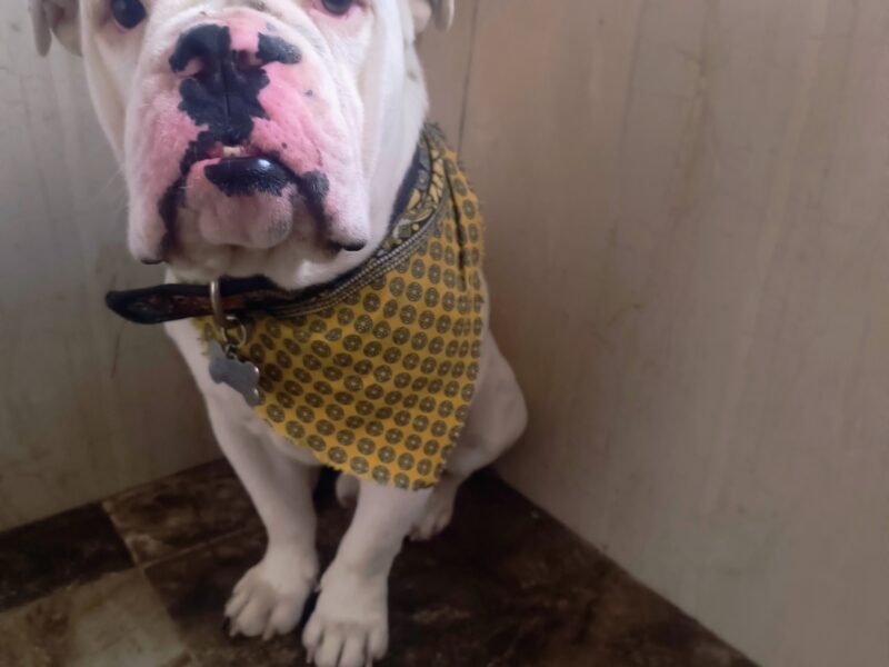 BRUNO