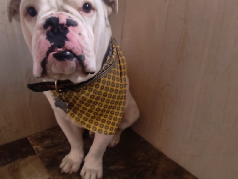 BRUNO