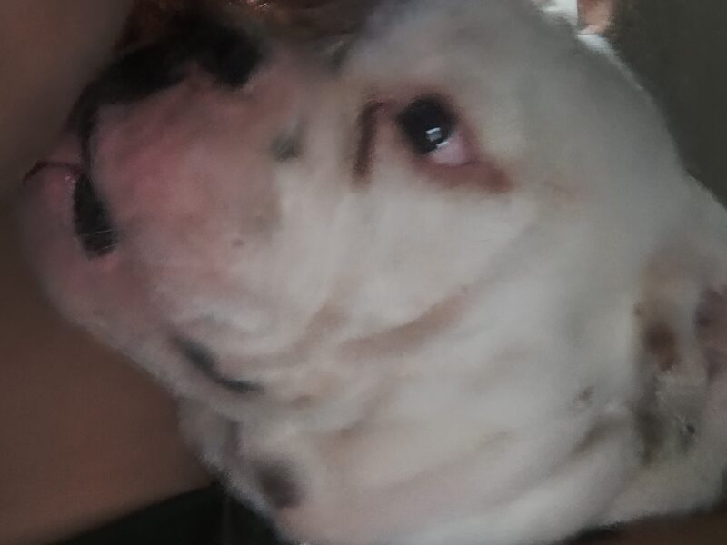 BRUNO