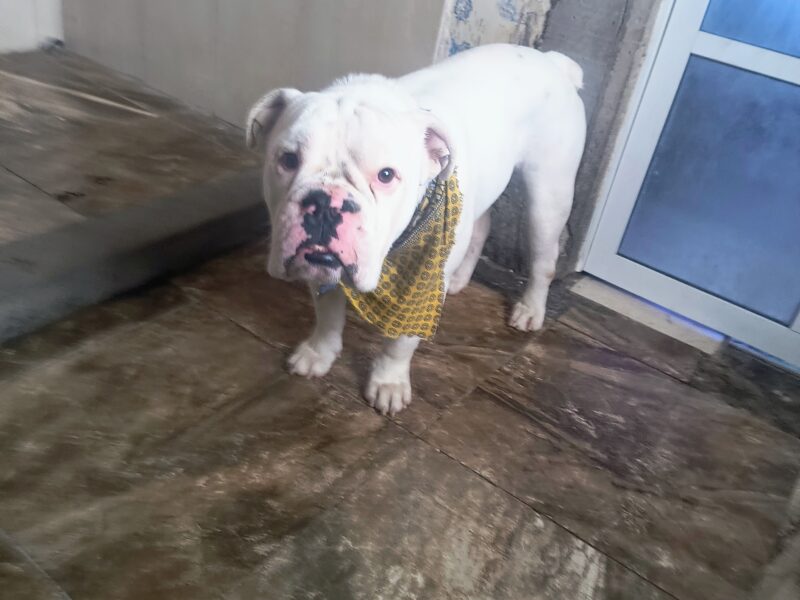 BRUNO