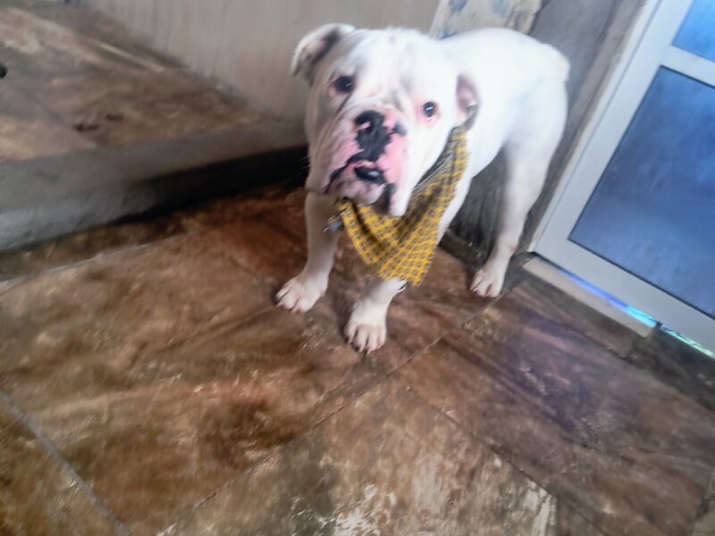 BRUNO